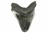 Fossil Megalodon Tooth - Feeding Damaged Tip #168229-2